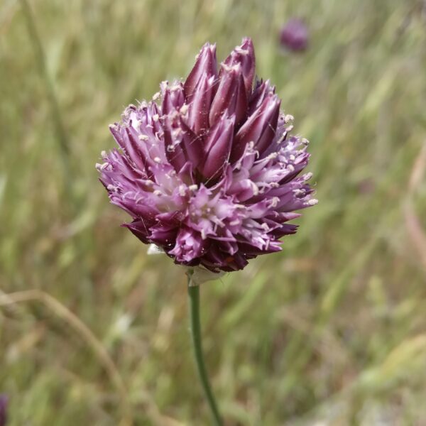 Allium junceum