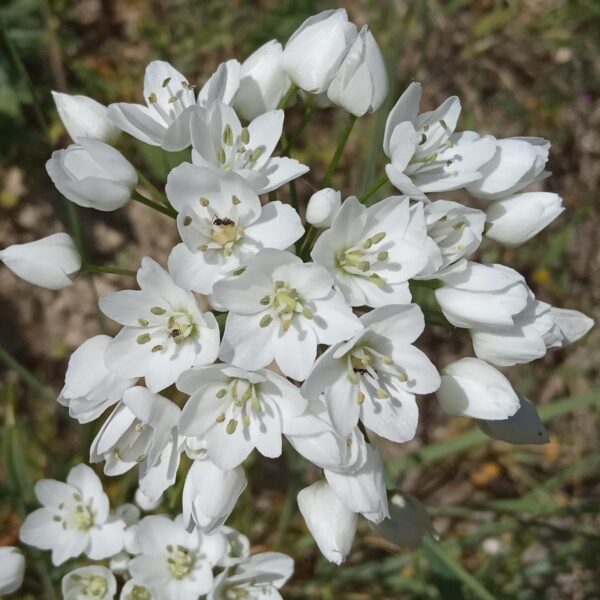 Allium neapolitanum