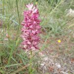 Anacamptis coriophora subsp. fragrans (2)