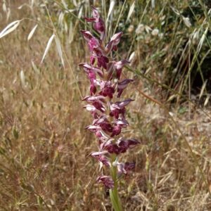 Anacamptis coriophora subsp. fragrans