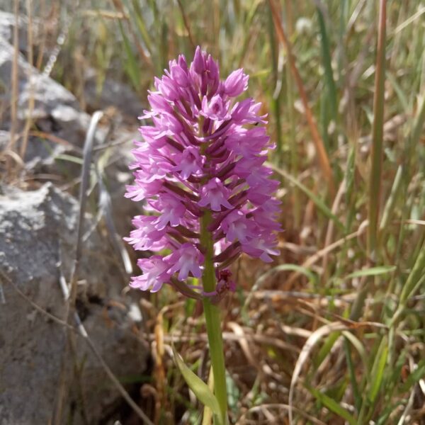 Anacamptis pyramidalis