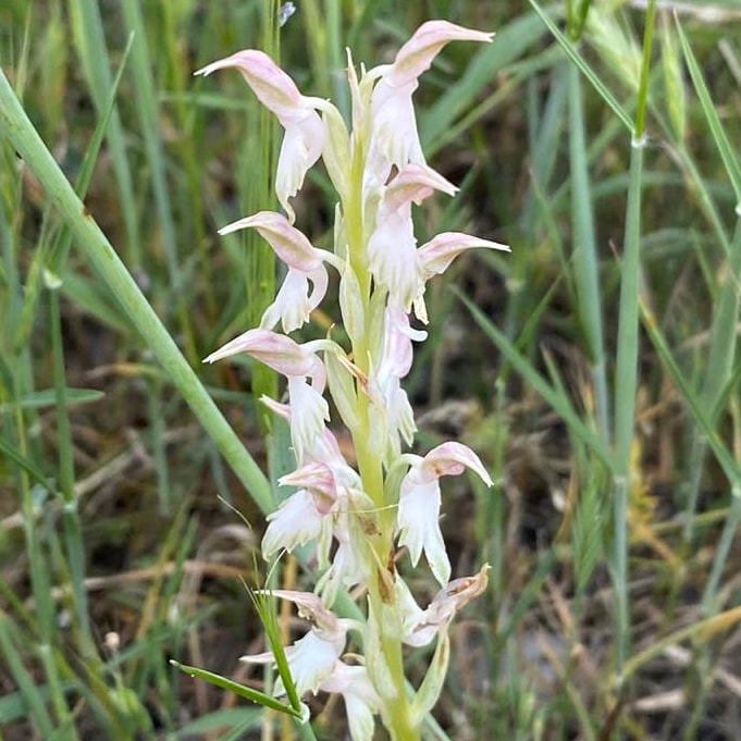 Anacamptis sancta