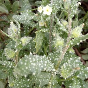 Anchusa aegyptiaca