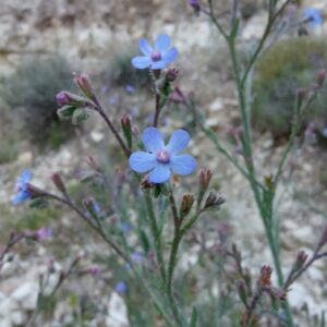 Anchusa azurea