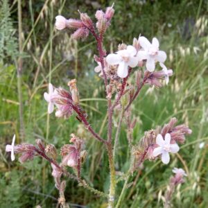 Anchusa strigosa