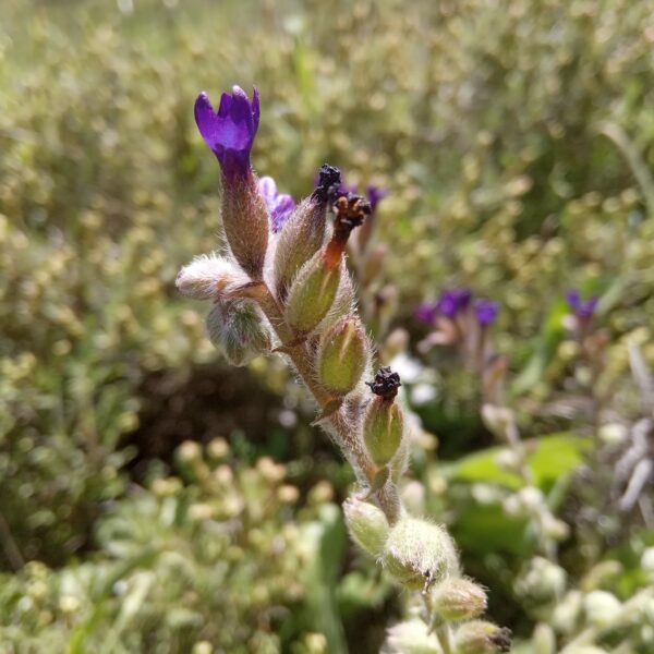 Anchusa undulata subsp. hybrida