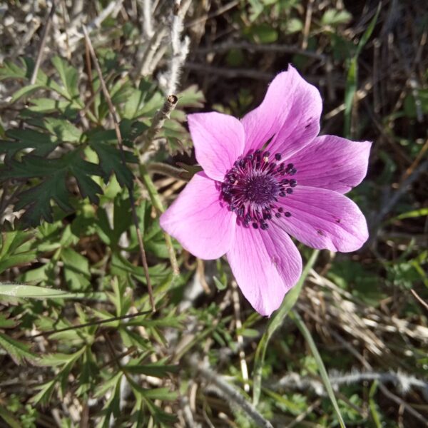 Anemone coronaria