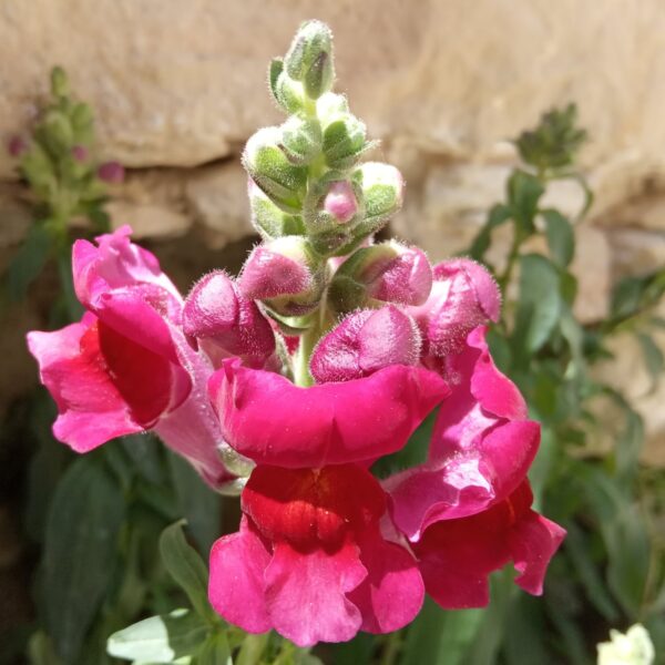 Antirrhinum majus