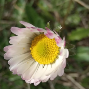 Bellis sylvestris