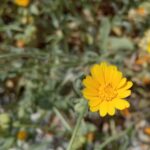 Calendula arvensis