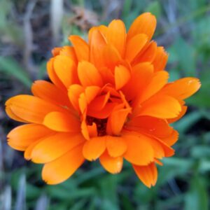 Calendula officinalis