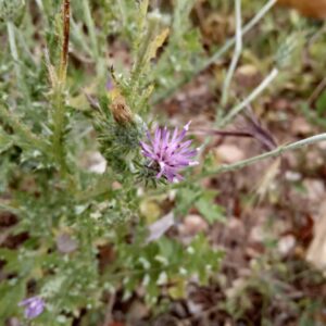 Carduus argentatus subsp. acicularis