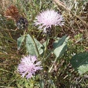 Centaurea aegialophila