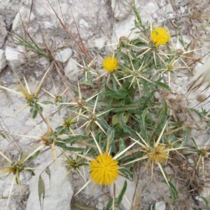 Centaurea hyalolepis