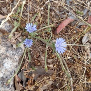 Cichorium pumilum