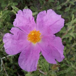 Cistus creticus