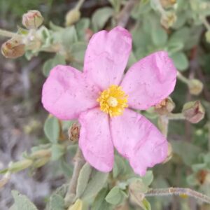 Cistus parviflorus