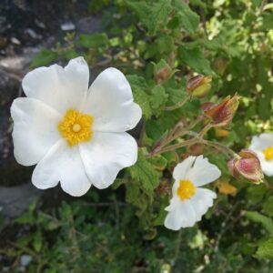 Cistus salviifolius