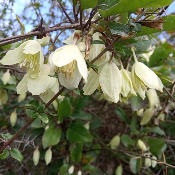 Clematis cirrhosa