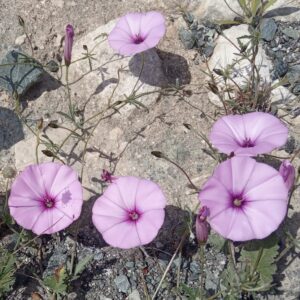 Convolvulus althaeoides