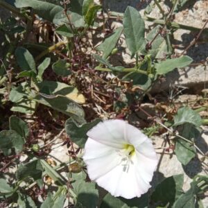 Convolvulus arvensis