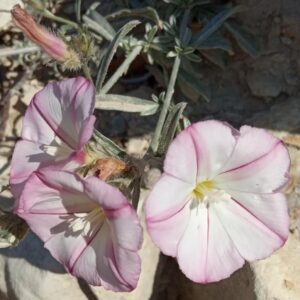 Convolvulus oleifolius