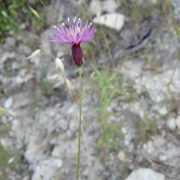 Crupina crupinastrum