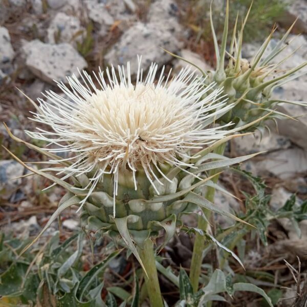 Cynara cornigera