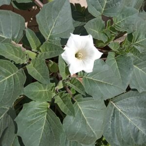 Datura innoxia