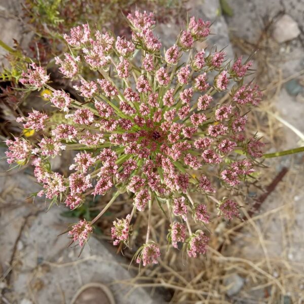 Daucus carota subsp. carota