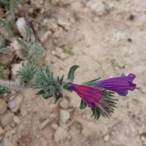 Echium angustifolium subspecies angustifolium