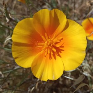 Eschscholzia californica