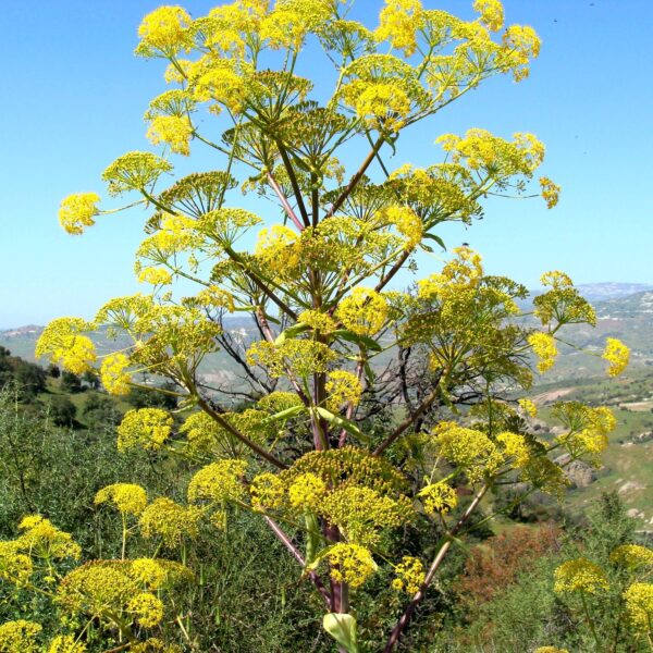 Ferula communis subsp. communis