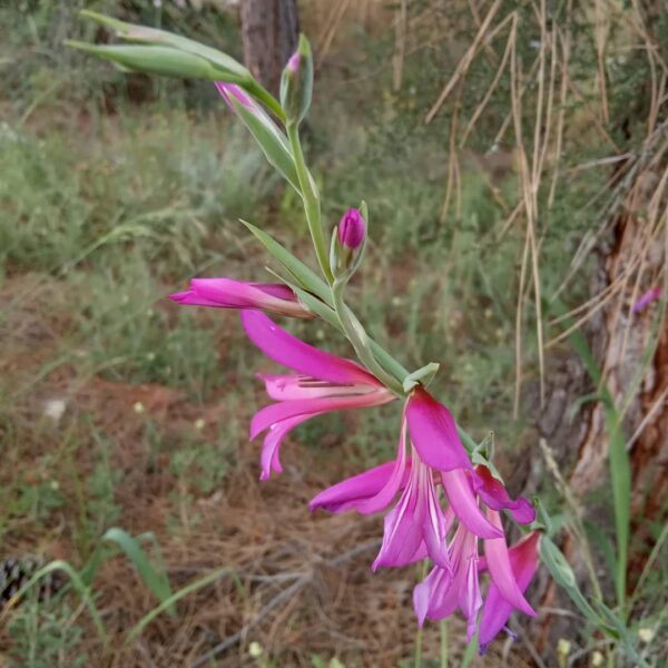 Gladiolus italicus