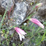 Gladiolus trifyllus