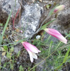 Gladiolus trifyllus