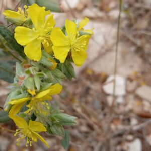 Helianthemum syriacum