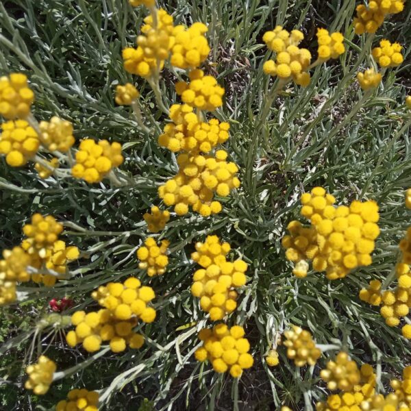 Helichrysum italicum