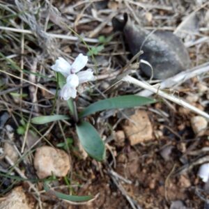 Hyacinthella millingenii