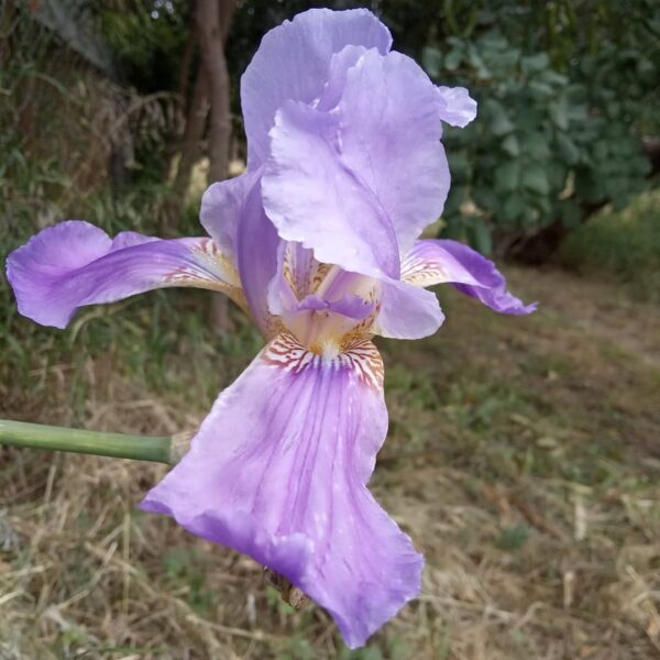 Iris germanica