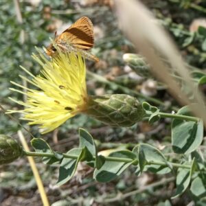 Klasea cerinthifolia