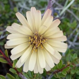 Lactuca tuberosa