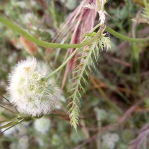 Lagoecia cuminoides