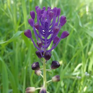 Leopoldia comosa - Muscari comosum