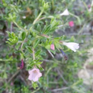 Lithodora hispidula subsp. versicolor