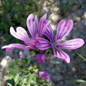 Malva sylvestris