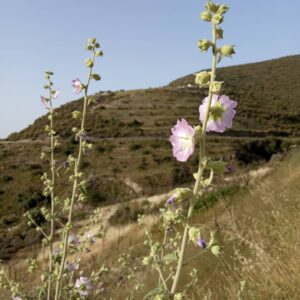 Malva unguiculata