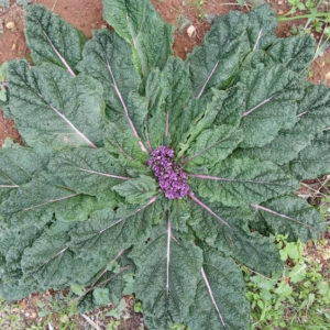 Mandragora officinarum