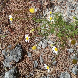 Matricaria chamomilla