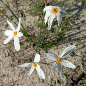 Narcissus obsoletus